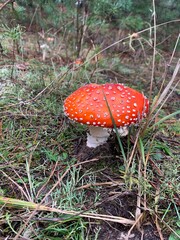 fly agaric mushroom