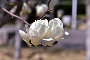 The wooden fence trees in spring are blooming with beautiful magnolia flowers