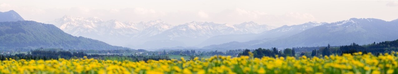 Fototapeta premium Yellow flowers meadow and beautiful view to snow covered mountains. Kempten, Bavaria, Alps, Allgau, Germany.