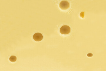 Beautiful and delicious piece of Maasdam cheese