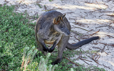 KANGAROO IN THE WILD