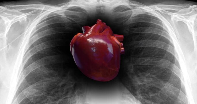 Human Circulatory System Heart Beat. X-Ray Skeleton On Background. Science And Health Related 3D Animation.
