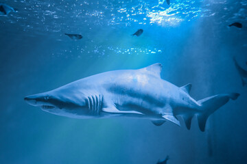 迫力のあるシロワニ