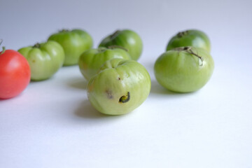 tomato caterpillar pest. the green caterpillar that destroys the tomato crop. caterpillar eats only green tomatoes. crop (harvest) failure concept