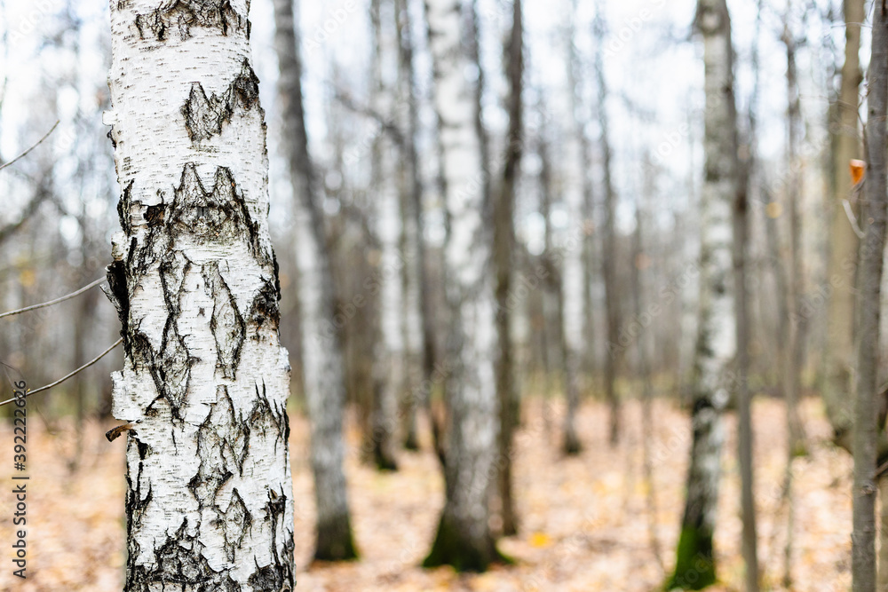 Canvas Prints natural background - birch tree trunk close up and bare trees in grove on blurred background in city