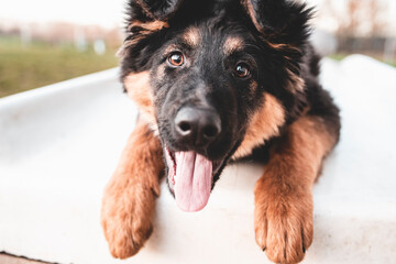 happy dog outside © Exploder