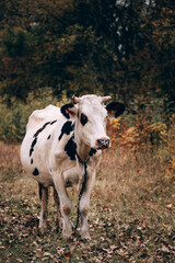 Naklejka na ściany i meble Charming cute country animal from the farm. An adult purebred cow of white color with black spots and large horns stands in a clearing against the background of yellow autumn trees.