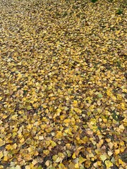 yellow autumn leaves