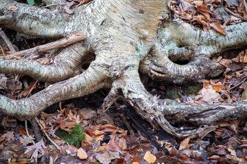 Long gnarled twisting tree roots reach out across forest floor strewn with Autumn leaves.