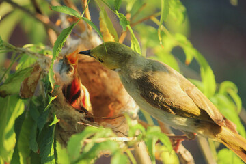 White-plumed Honeyeater looking after her chick in the nest, Western Australia