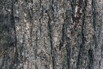 Naklejka premium Dark wooden texture or background. Close-up.