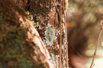 Lichen on wood