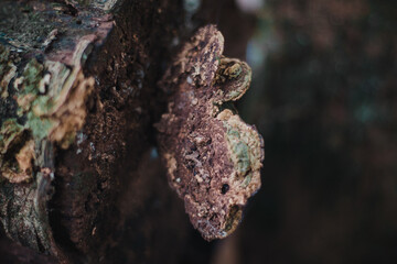 fungus on wood