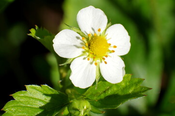 stawberry blossom macro