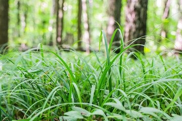 green grass close up in the forest