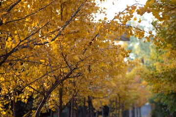 Fototapeta na wymiar Beautiful and colorful collection of Ginkgo leaves in autumn
