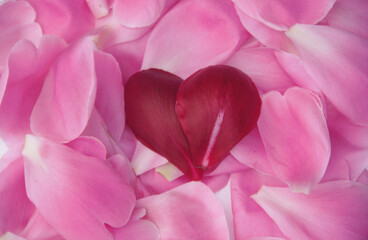 background of pink and red peony petals