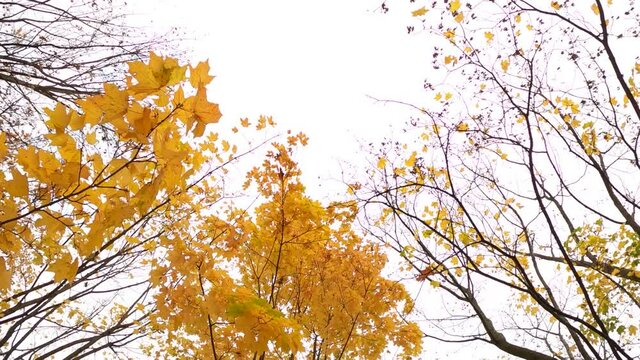 Some tree branches without leaves, other still stay with yellow foliage. Camera move down while looking vertical up to crowns of maple trees. Autumn season at European park
