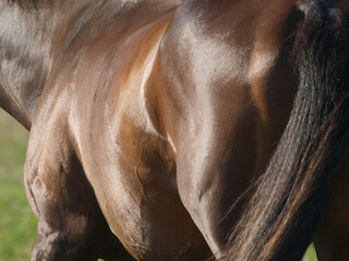 Horse Abstract