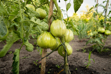pomidor zielony, green tomato