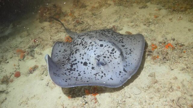 stingray hunting on the reef at night in maldives 