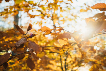 orange colored autumn branches
