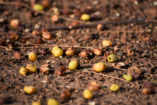 Dry and Ripe Neem fruits or seeds fallen on the ground.