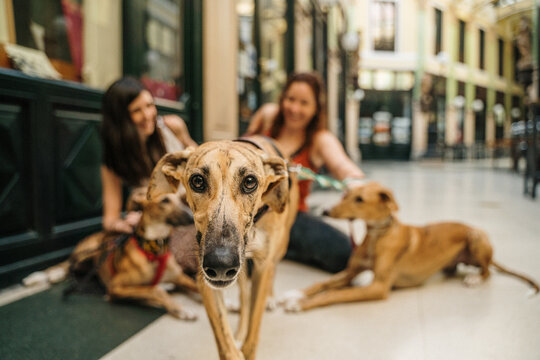happy greyhound