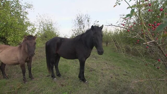 Horse and a foal stands in a garden and then the horse follow the camera