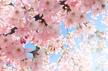 Fototapety  Kwitnące drzewo sakura, różowe kwiaty wiśnia na gałązce w ogrodzie w wiosenny dzień