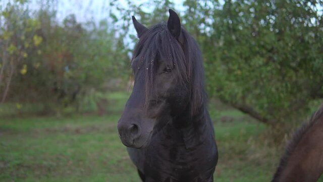 Beautiful wild black horse stands close-up and than suddenly run away at green garden