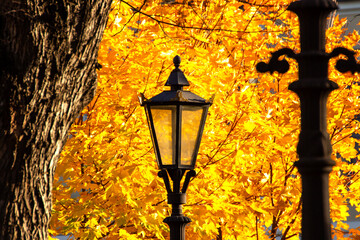 Gas lamps against a background of yellow autumn leaves in the Alexander Garden in St. Petersburg.