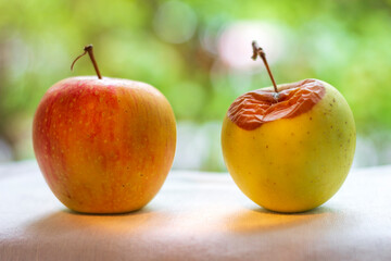 Two apples - ripe and rotten.