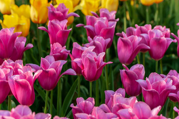 Obraz premium Dutch flowers Tulips Mixed Colors