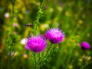 A bee flies up to flowering thistle buds to collect nectar