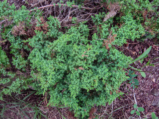 Closeup green thorny bush, plant with thorns