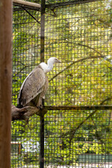 Griffon vulture (Gyps fulvus) impressive bird of prey, one of the largest that we can find in Europe, in its cage