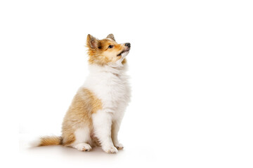 Sheltie puppy isolated on a white background.