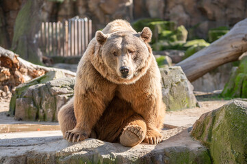 Captive brown bear (Ursus arctos) sitting on its paws on a stone in its enclosure