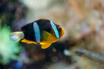 Yellow-tailed clownfish (Amphiprion clarkii) from the Pomacentridae family swimming in the coral...