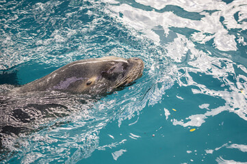 Obraz premium California sea lion head poking out as it emerges from the water with eyes closed