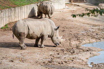 Obraz premium White rhinoceros in captivity in its enclosure standing in the mud and near a pond