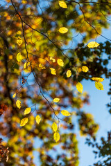 colorful leaves in autumn