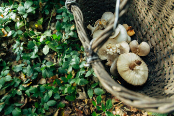 Mushroom harvest in the large Forest. Half of Basket with mushrooms