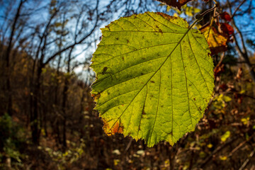 colorful leaves in autumn