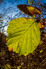 Obraz premium colorful leaves in autumn