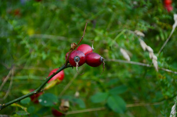 ripe hip roses on branch with leaves, on green background
