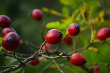 ripe hip roses on branch with leaves, on green background