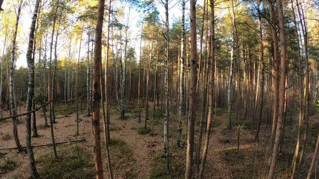 Camera move through sparse and young forest of pine and birch trees. Fisheye glide shot, thin trunks of small trees, rays of evening sun cross woods. Fallen leaves on ground, autumn season