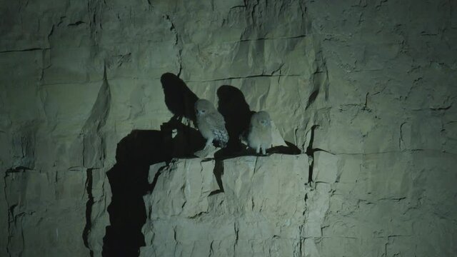 Rare Footage of 2 fledgling Desert Tawny Owl (strix hadorami) near the nest.